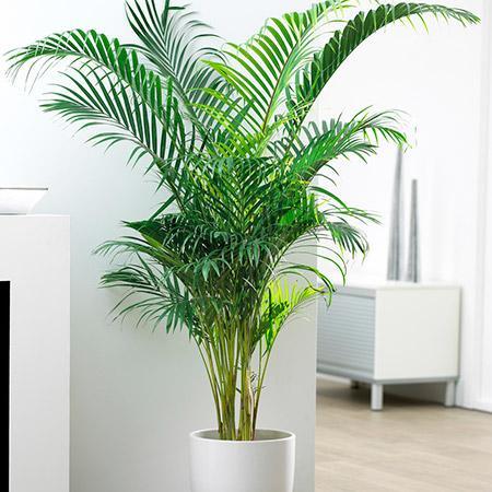 Areca Palm