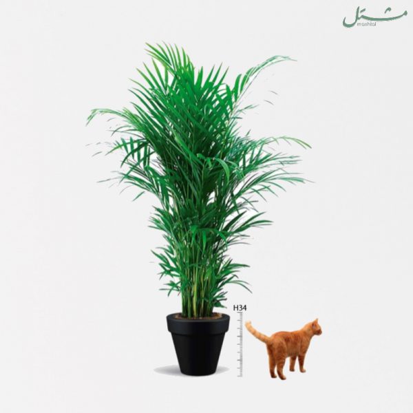 Pre-potted Areca Palm