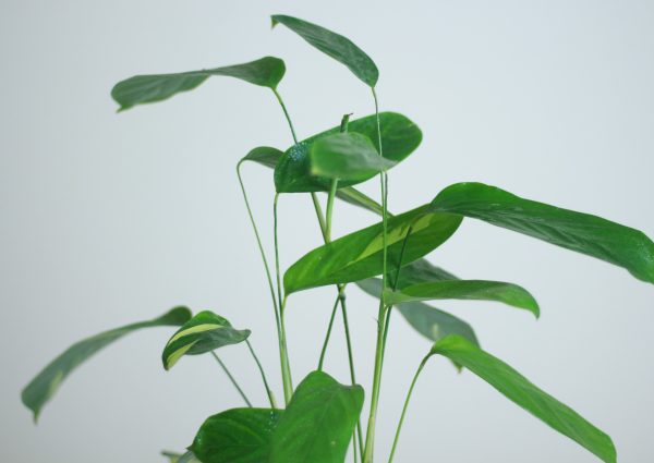 Arrowroot