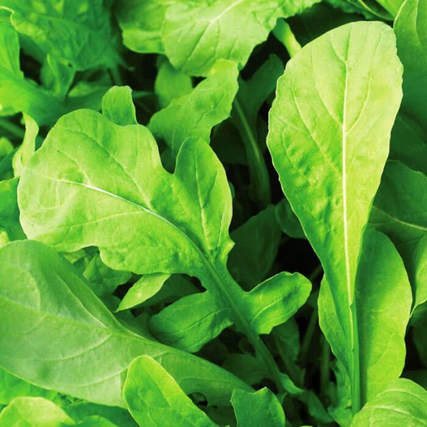 Rocket Seeds