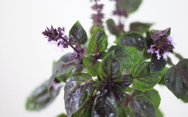Cinnamon Basil