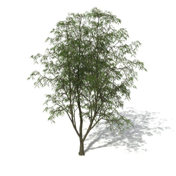 Australian Pine Tree