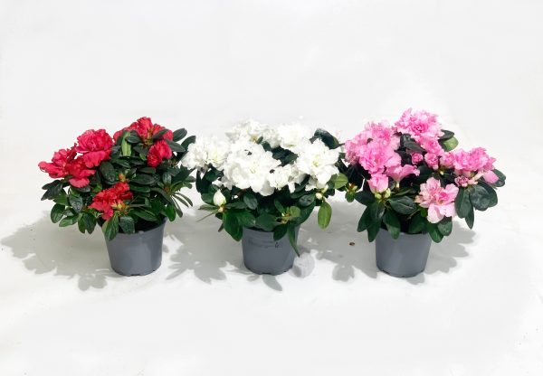 Azalea