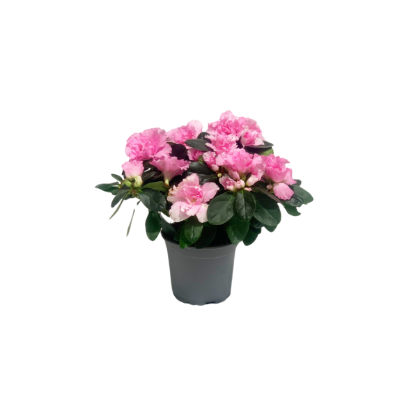 Azalea
