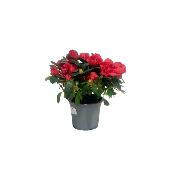 Azalea
