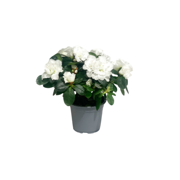 Azalea
