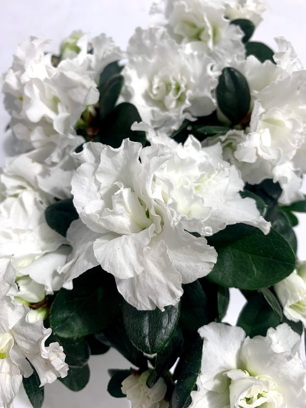 Azalea