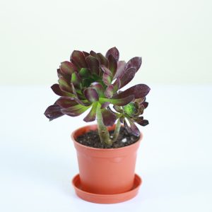 Tree Aeonium