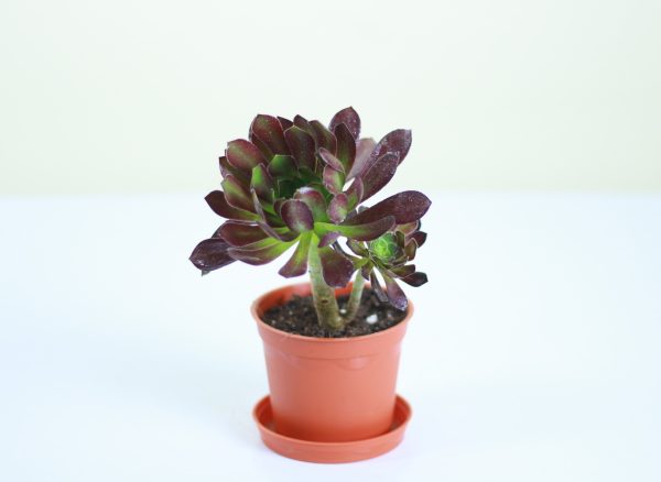 Tree Aeonium