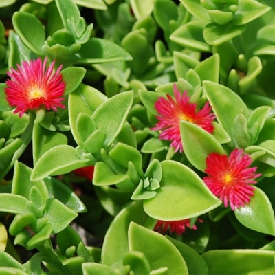 Baby Sunrose Mashtal Garden Centers