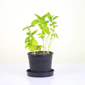Italian Basil