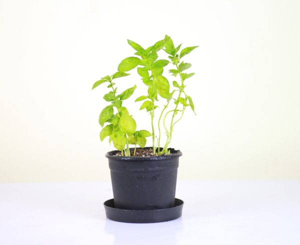 Italian Basil