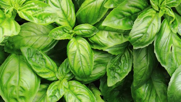 Basil Seeds