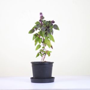 Cinnamon Basil