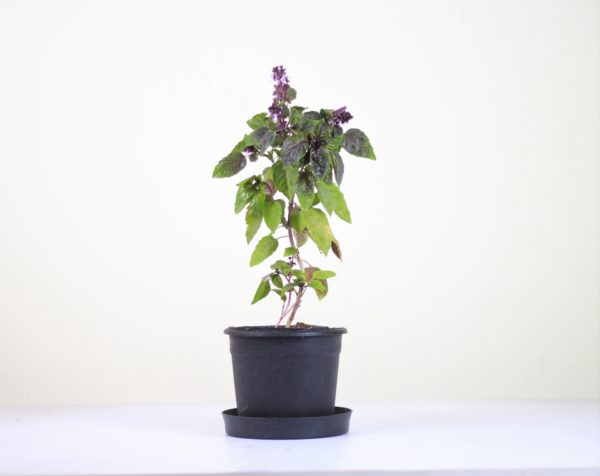 Cinnamon Basil