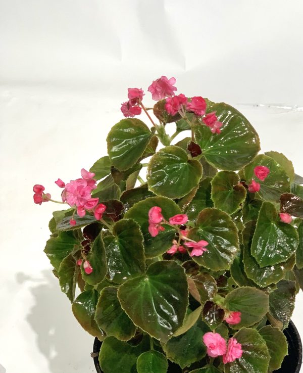 Begonia