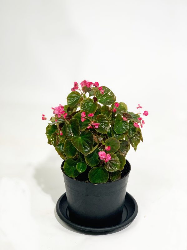 Begonia
