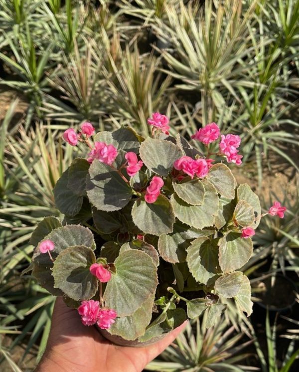 Begonia