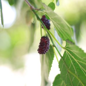White Mulberry