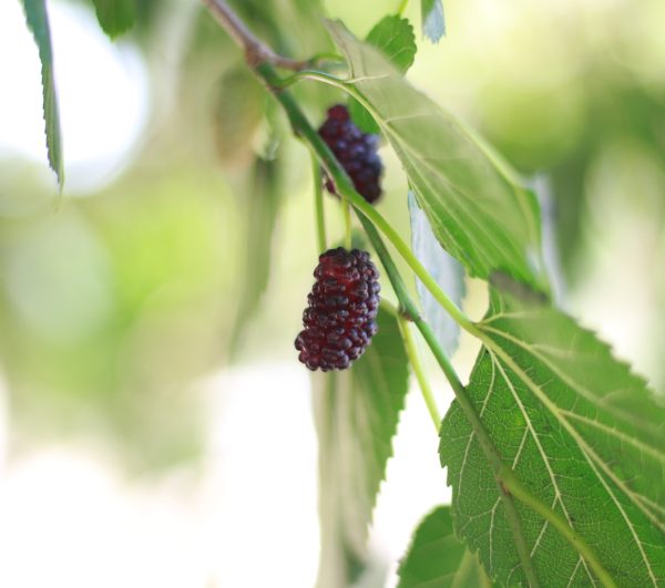 White Mulberry