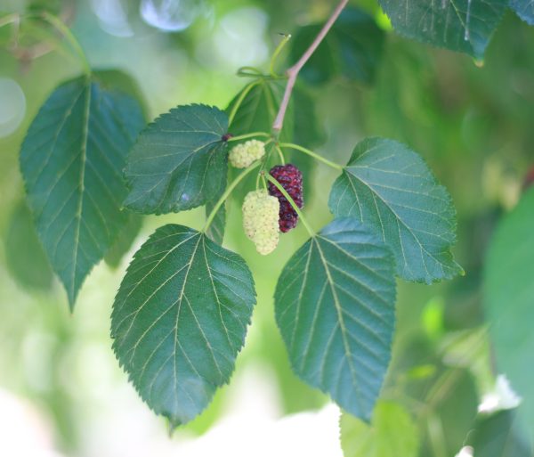 White Mulberry