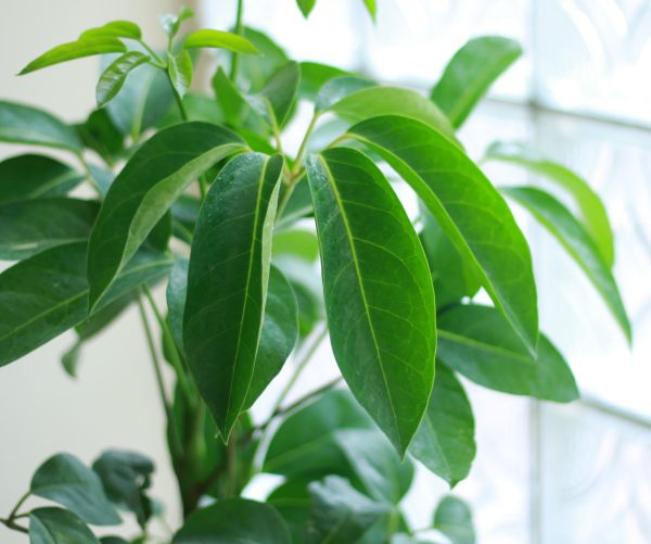 Australian Umbrella Tree