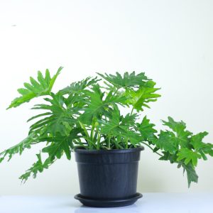 Lacy Tree Philodendron