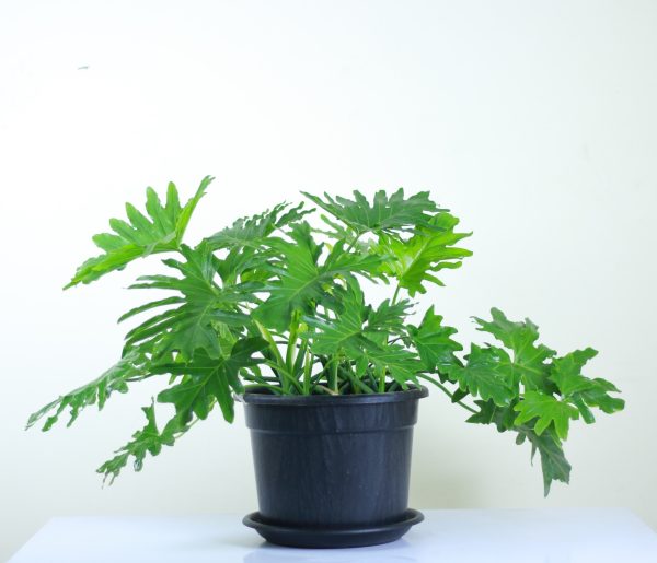Lacy Tree Philodendron