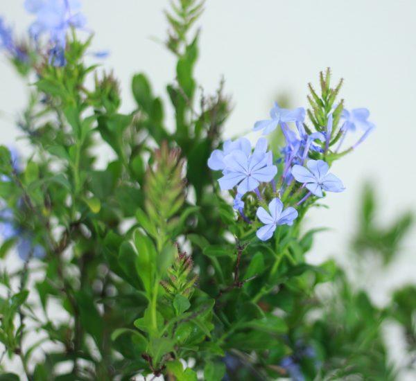 Plumbago