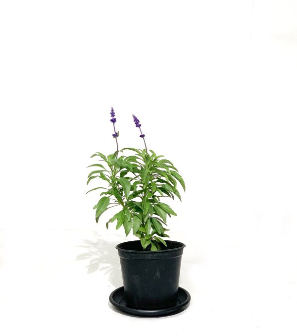 Blue Sage