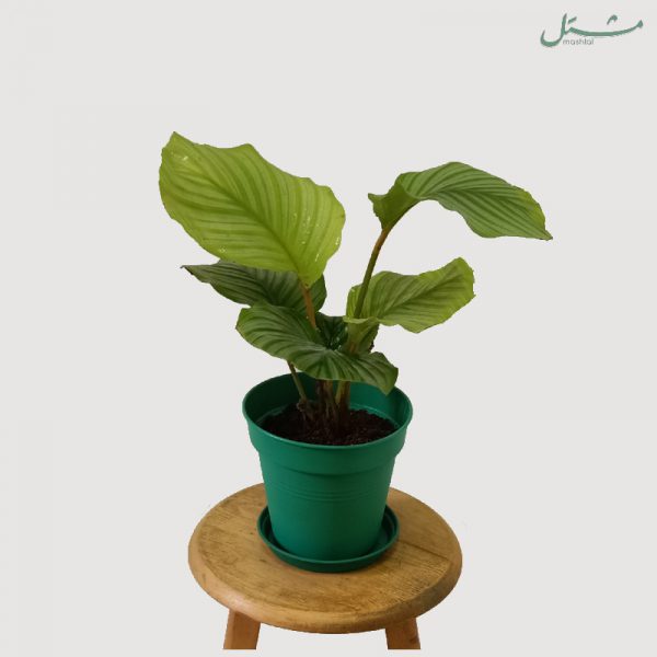 Bolivian Prayer Plant