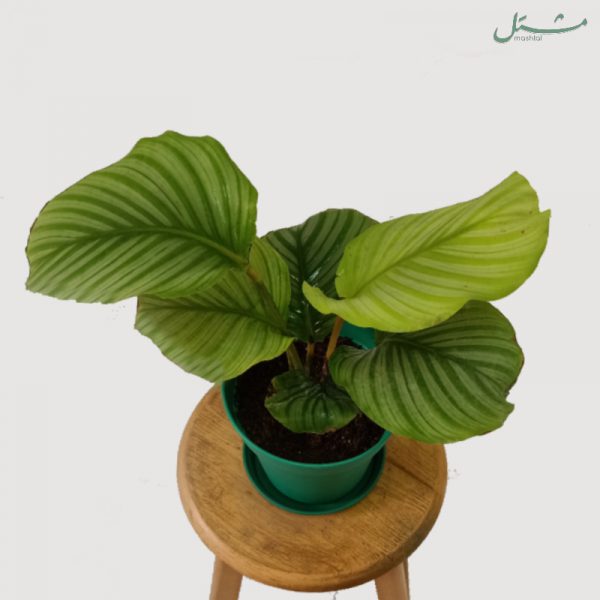Bolivian Prayer Plant