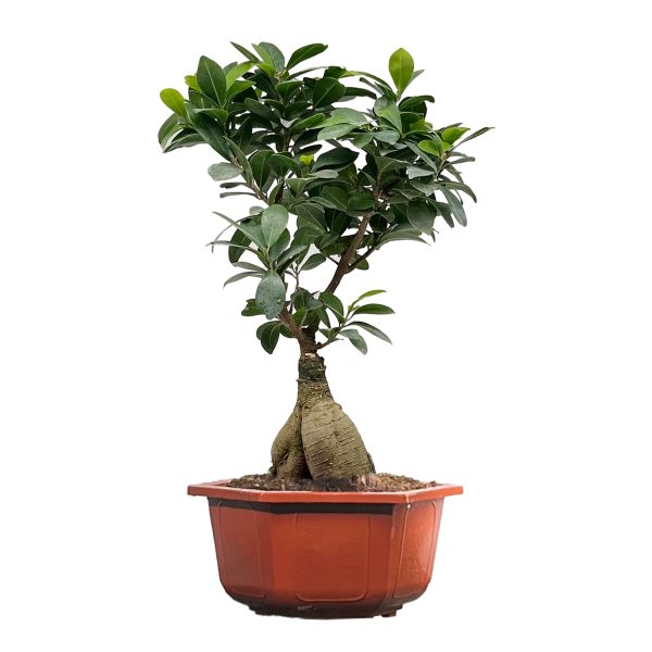 Ginseng Ficus
