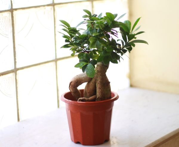 Ginseng Ficus