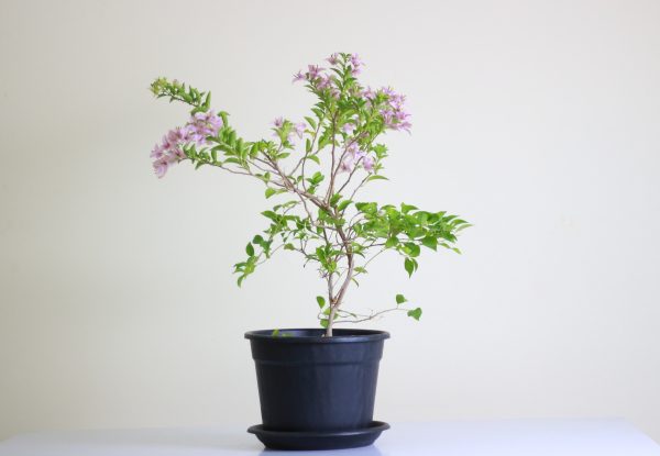 Bougainvillea Glabra
