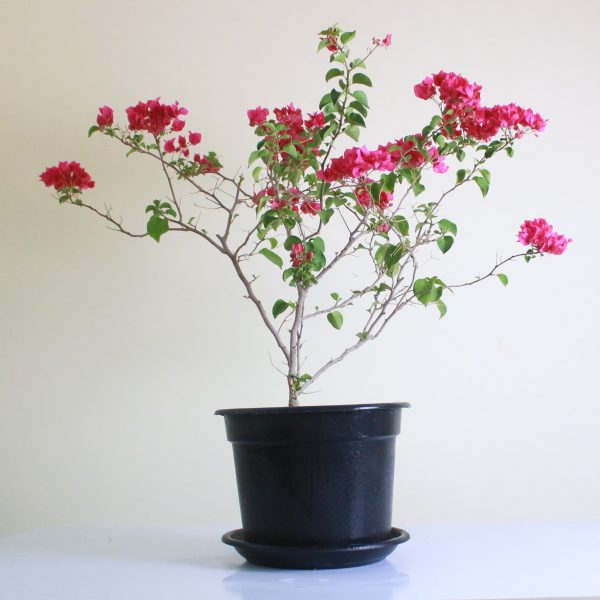 Bougainvillea
