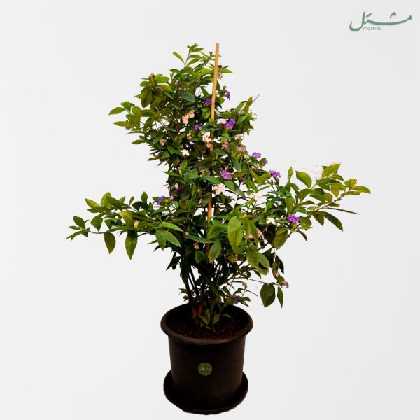 Brazil Raintree “Yesterday, Today and Tomorrow”