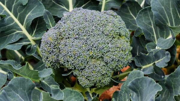 Broccoli Seeds