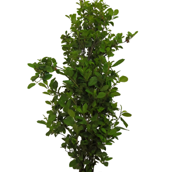 Buckthorn