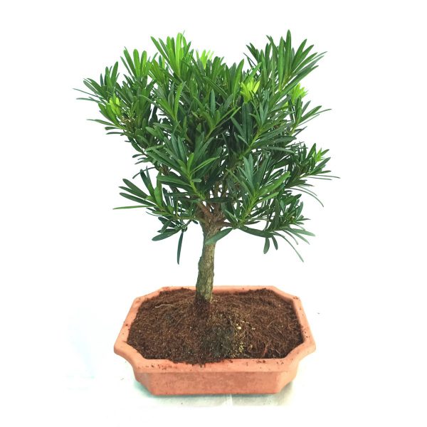 Buddhist Pine (Podocarpus Bonsai)