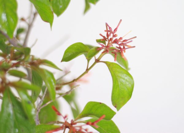 Scarlet Bush