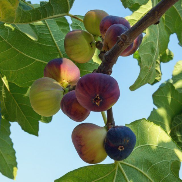 Dwarf Common Fig