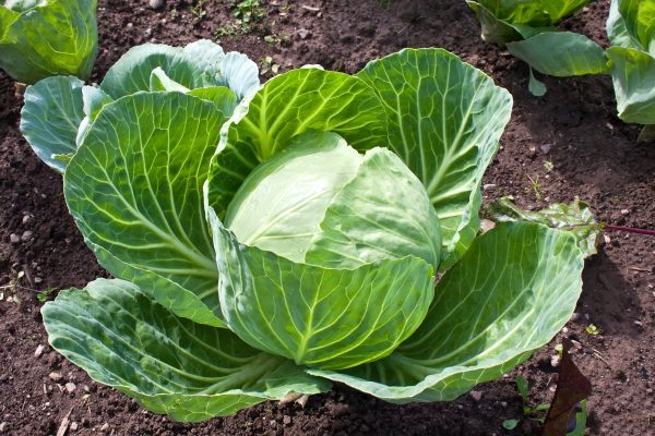 Cabbage Seeds