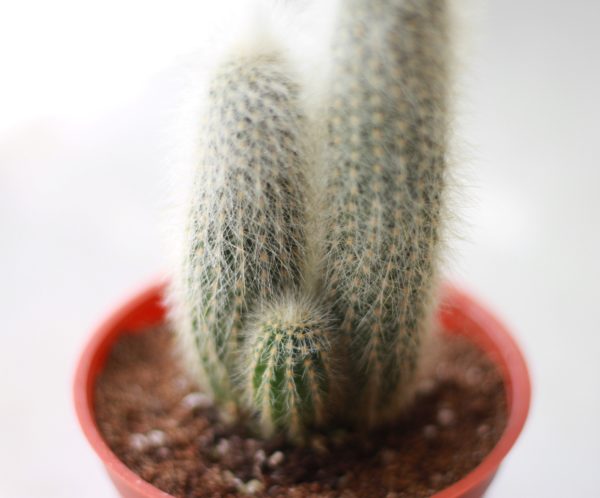 Cleistocactus