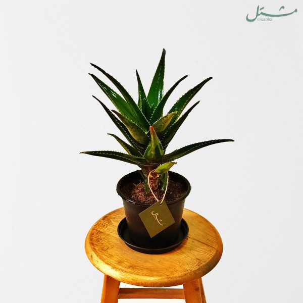 Candelabra Aloe