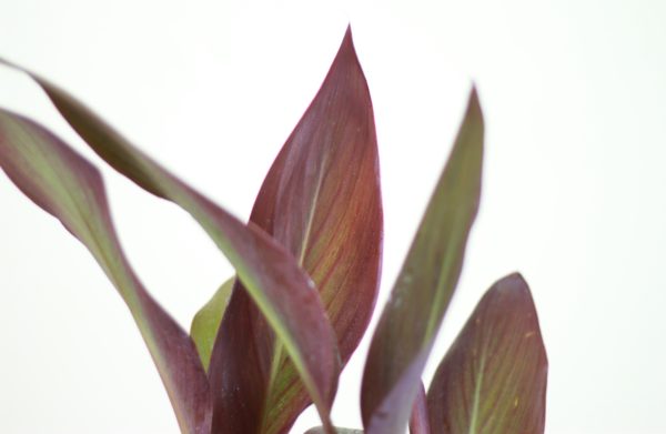 Canna Lily
