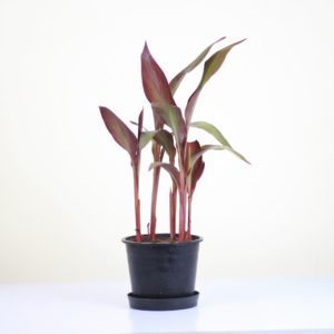Canna Lily