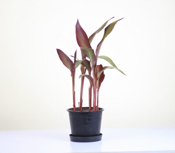 Canna Lily