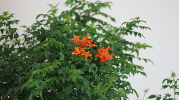 Cape Honeysuckle