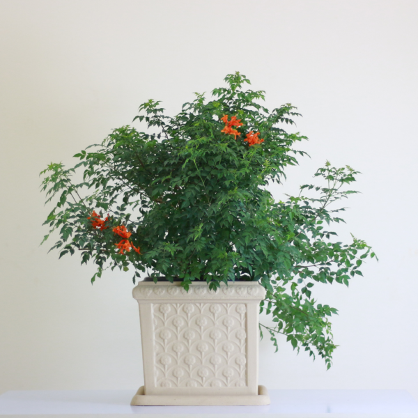 Cape Honeysuckle
